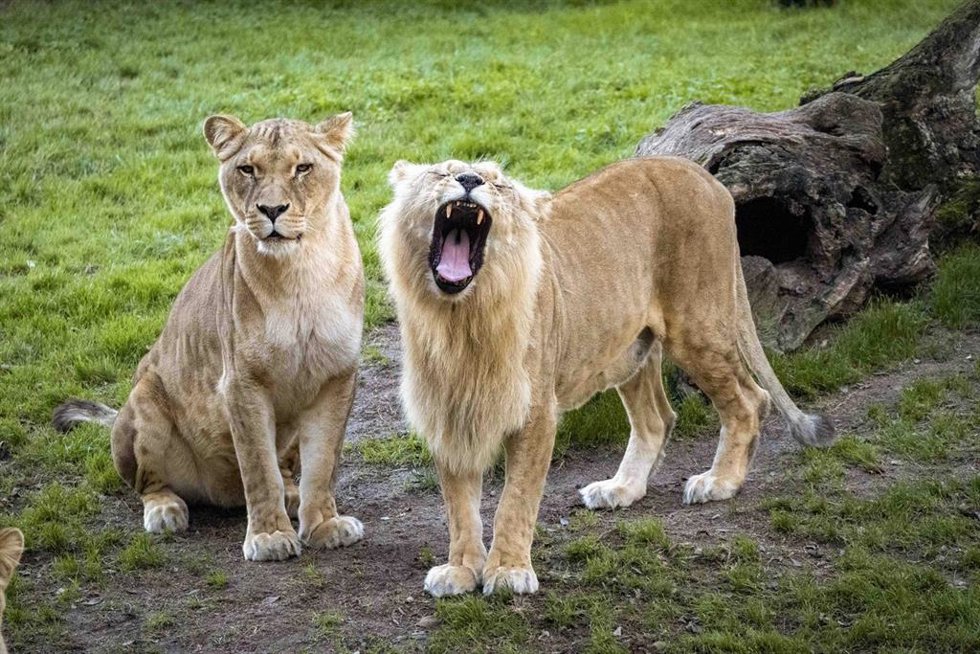 Archivo - Leonas en Bioparc