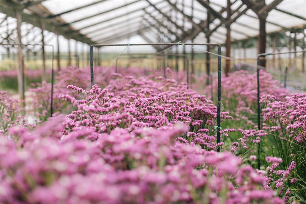 Archivo - Campo de flores