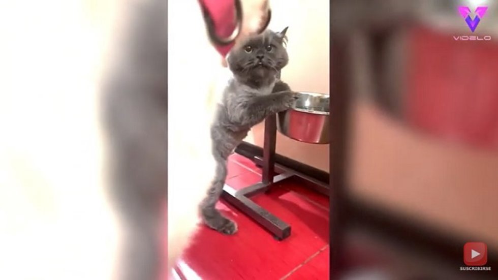 ¡El Gato Impide Que Un Perro Beba De Su Cuenco De Agua!