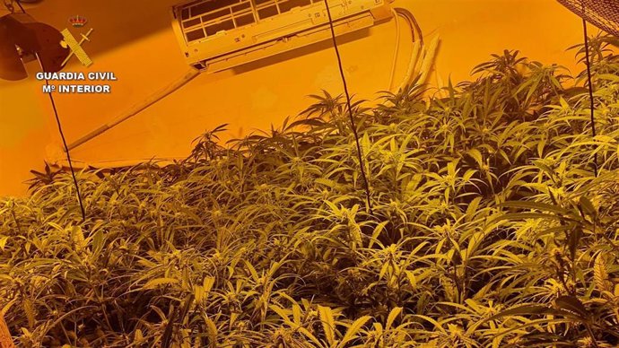 Plantación indoor de marihuana en Arcos de la Frontera.