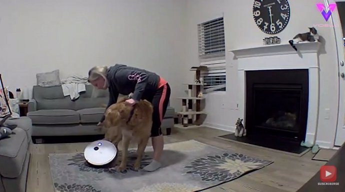 ¡La Roomba Le Aspiró La Cola A Este Golden Retriever!