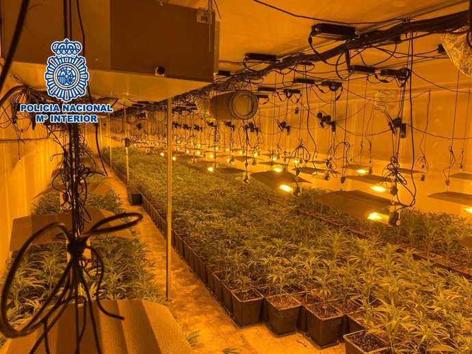 El cultiu de marihuana en una nau industrial a Sabadell (Barcelona)
