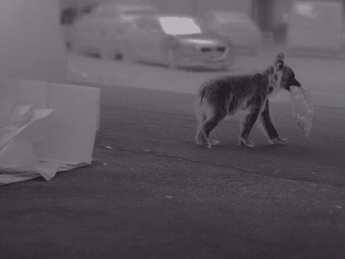 Np+Foto+Video Programa De Radioseguimiento De Osos Pardos Habituados