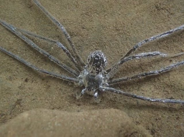 La araña mantuvo una "película" de aire sobre todo su cuerpo. Los investigadores sospechan que los vellos que cubren su cuerpo le ayudan a mantener esta película de aire.
