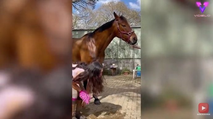 El caballo le pisó a la dueña en un arranque de ira