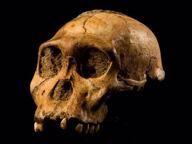 Archivo - Ancestros humanos masticaban cáscaras y tubérculos sin daño dental