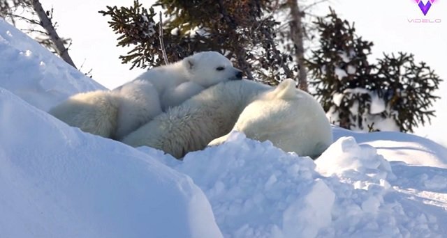 Un fotógrafo captó a una adorable pareja de oseznos polares interactuando juguetonamente con su madre en Canadá