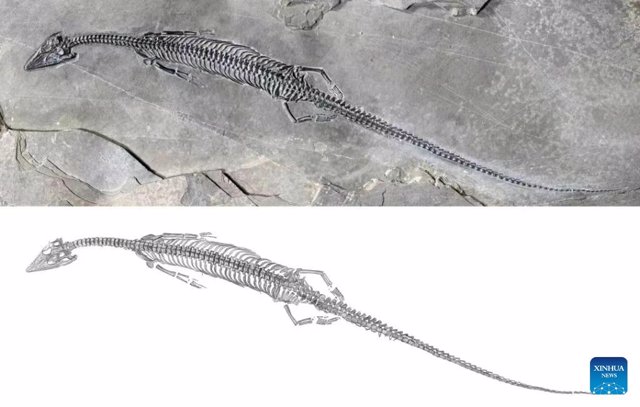 Esta foto sin fecha muestra el espécimen fósil y el boceto de Honghesaurus, una nueva especie de reptil marino conocida como paquipleurosaurio
