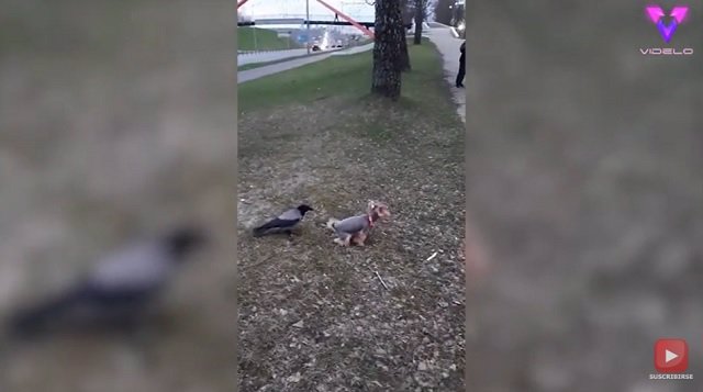 Una perrita yorkshire se enfrenta a un cuervo