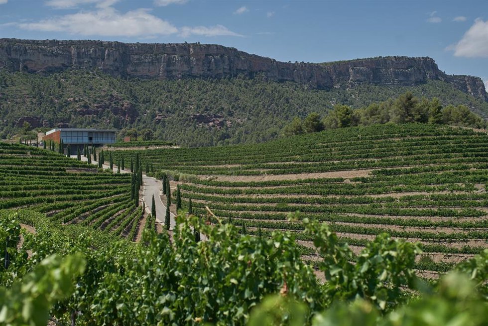 Archivo - Viñas situadas en El Lloar