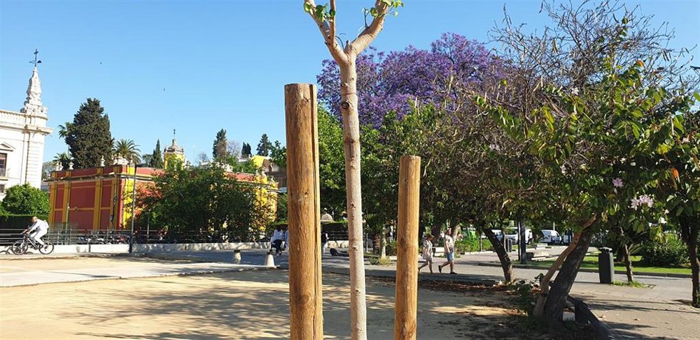 [Sevilla] Plantación Árboles Avenida De El Cid. Nota De Prensa, Fotografía Y Vídeo.