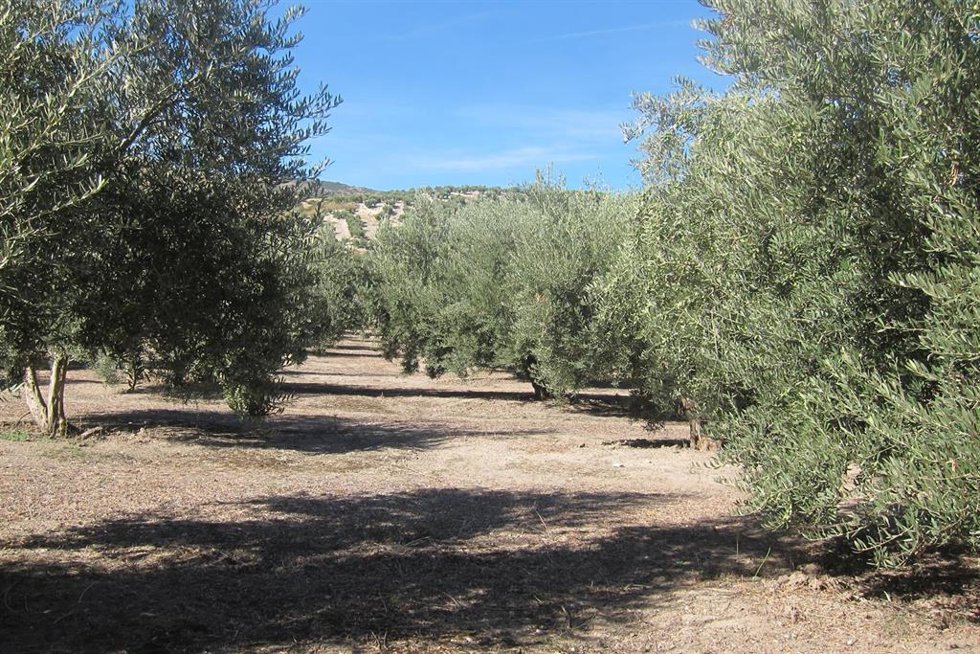 Archivo - Olivar en Jaén en una imagen de archivo