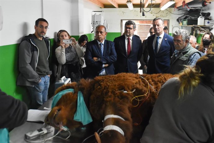 Oso parto en tratamiento en el Centro de Recuperación de Fauna Silvestre de Cantabria