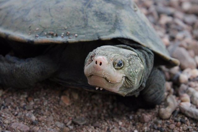 El ADN ambiental (eDNA) ha ayudado a redescubrir la tortuga de Irwin en la parte baja del río Burdekin por primera vez en más de 25 años.