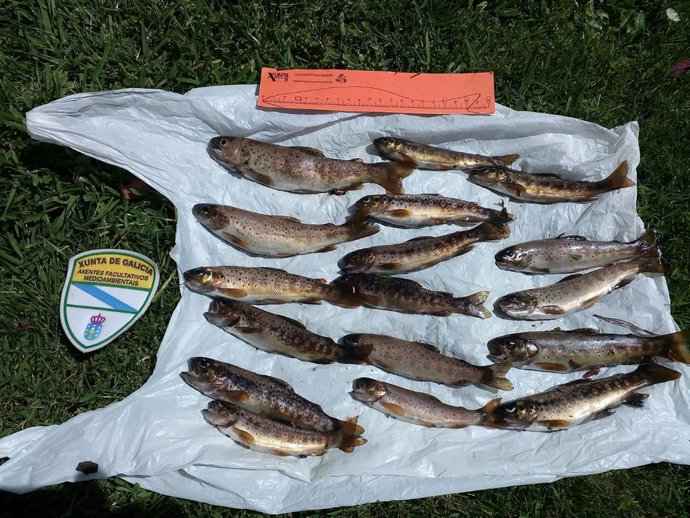 Truchas decomisadas por agentes de la Xunta a un pescador en O Valadouro (Lugo).