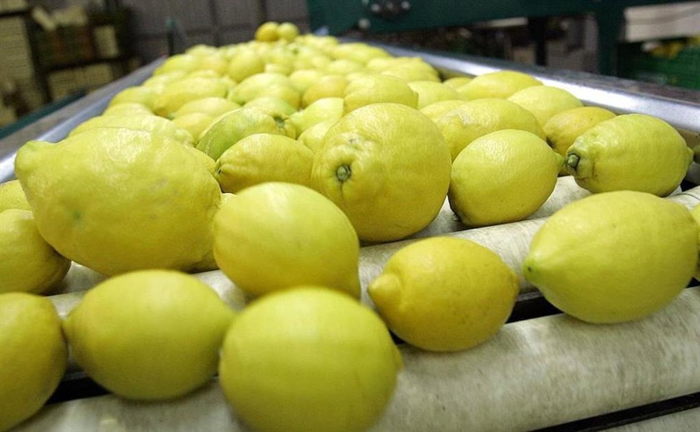Limones