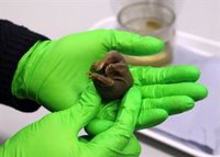 Las pruebas del siglo XIX de que algunos mamíferos ponen huevos