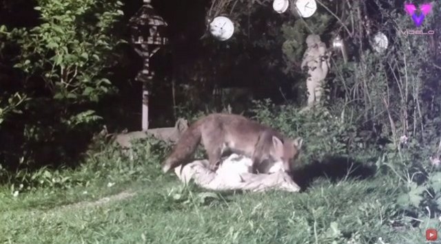 Captan a unos zorros destrozando varios objetos en el jardín de una casa