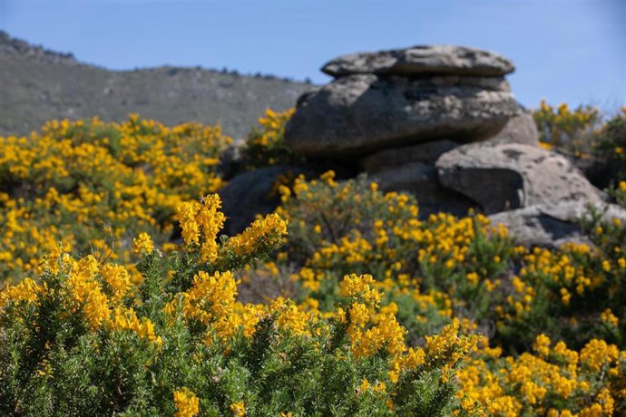 Flor del cambroño durante el II Festival de la Floración del Cambroño.