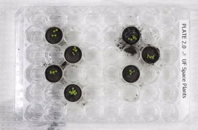 Plantas de Arabidopsis 6 días después de plantar las semillas. Los cuatro pozos de la izquierda contienen plantas que crecen en el simulador de suelo lunar JSC-1A.