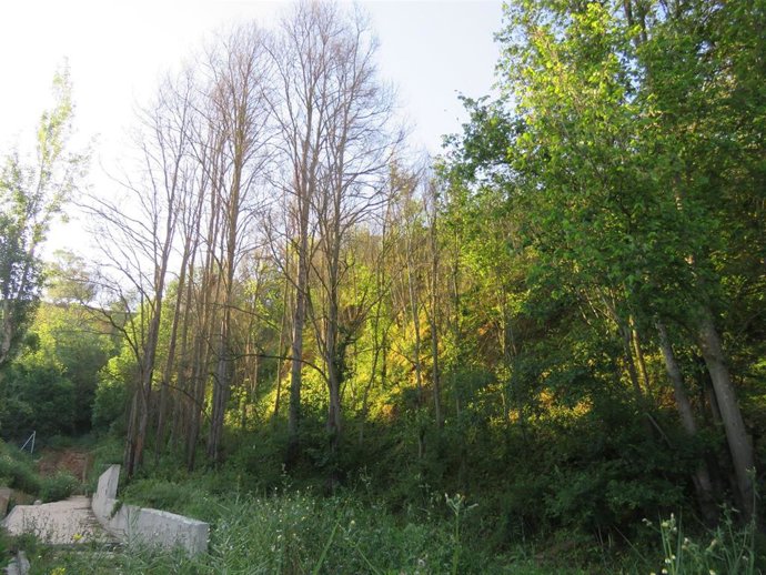 Olmeda de Fuente Vieja en Huelva.