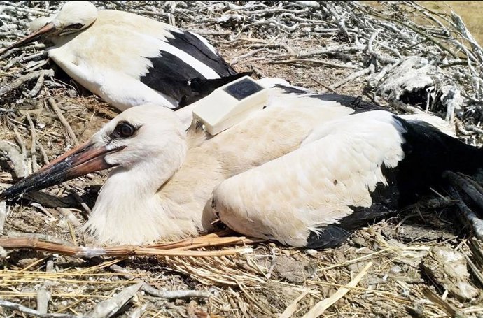 Imagen de recurso de ave migratoria