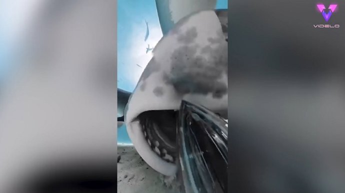 ¡El Tiburón Se Comió La Cámara! | Esto Es Lo Que Grabó