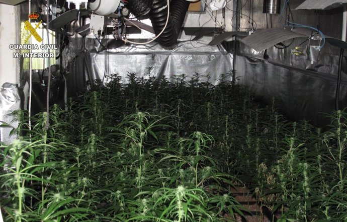 Una de las plantaciones de marihuana halladas por la Guardia Civil en la comarca de La Sagra