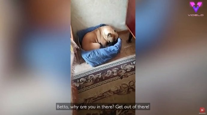Captan a una perra amamantando a una camada de gatitos
