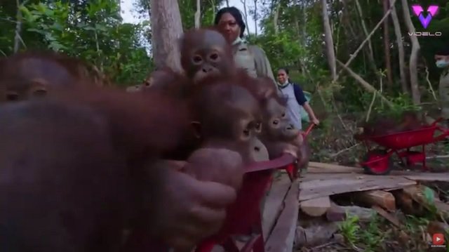 Un grupo de rescate transporta a orangutanes bebé en carretilla