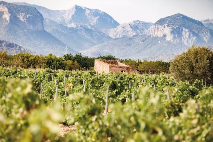 Imagen de un viñedo en Mallorca.
