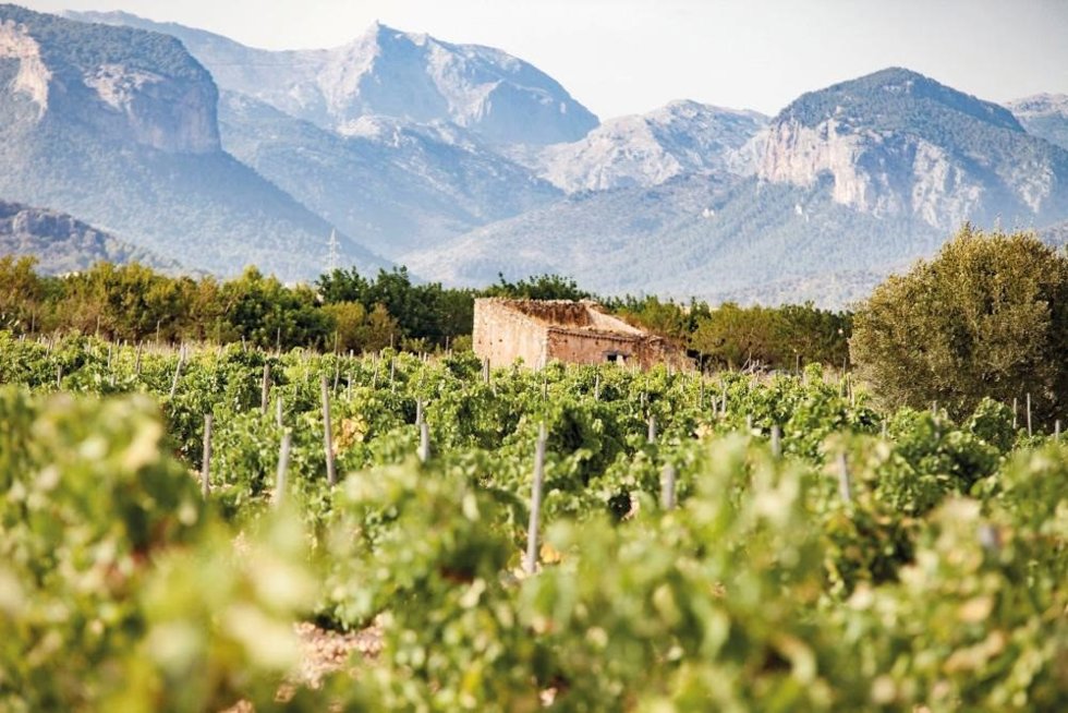 Imagen de un viñedo en Mallorca.