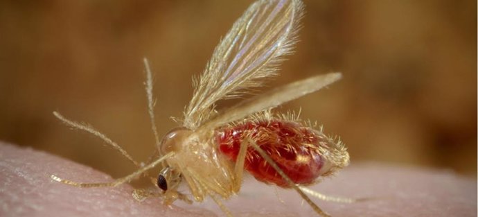 Archivo - Mosquito transmisor de la leishmaniasis