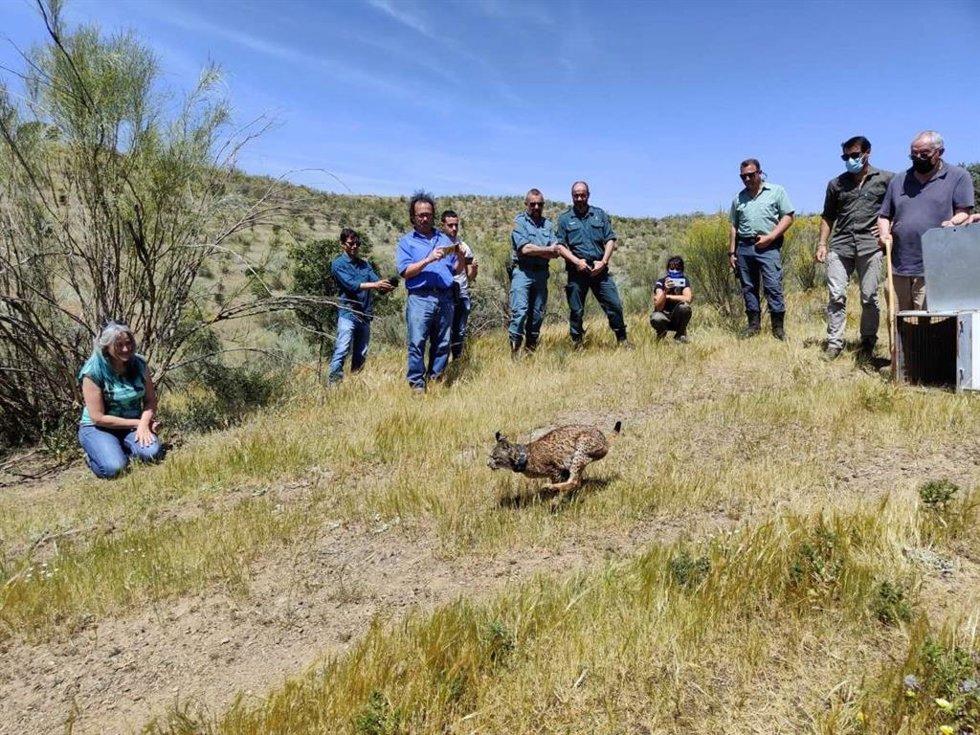 Lince liberado en Hornachos.
