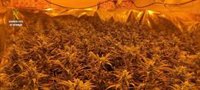 Intervenidos 6.645 plantones de marihuana en un centro de producción de Cájar (Granada)