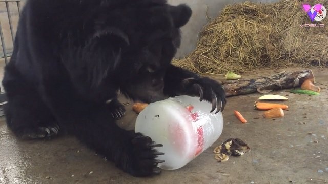 Esta osa fue rescatada de una granja en la que recibía malos tratos