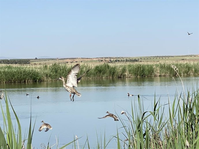 Suelta de cercetas pardillas en Alcázar de San Juan