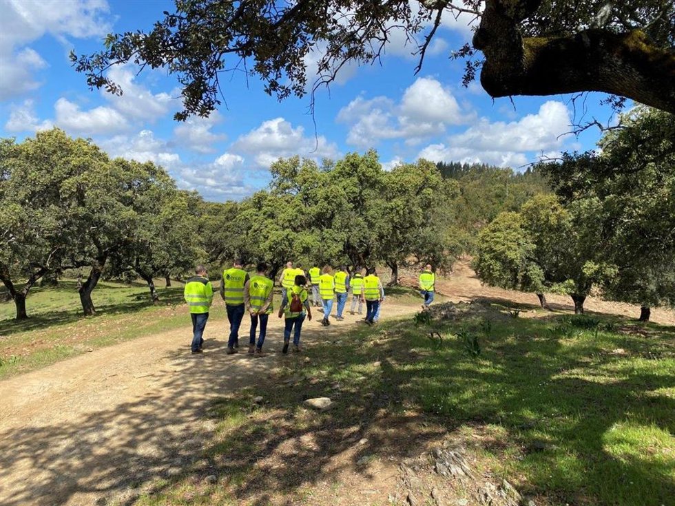 El Grupo Ence-Energía y Celulosa ha indicado que continúa con su "plan de mejora" del entorno forestal del yacimiento arqueológico del Cerro de la Mina, junto a la aldea de Castañuelo, en Aracena (Huelva),.