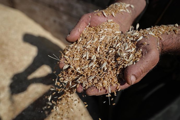 Archivo - 30 May 2021, Syria, Sahl ar Ruj: A Syrian man displays winnowed wheat grains during the wheat harvesting season at a field in Sahl ar-Ruj. Photo: Anas Alkharboutli/dpa