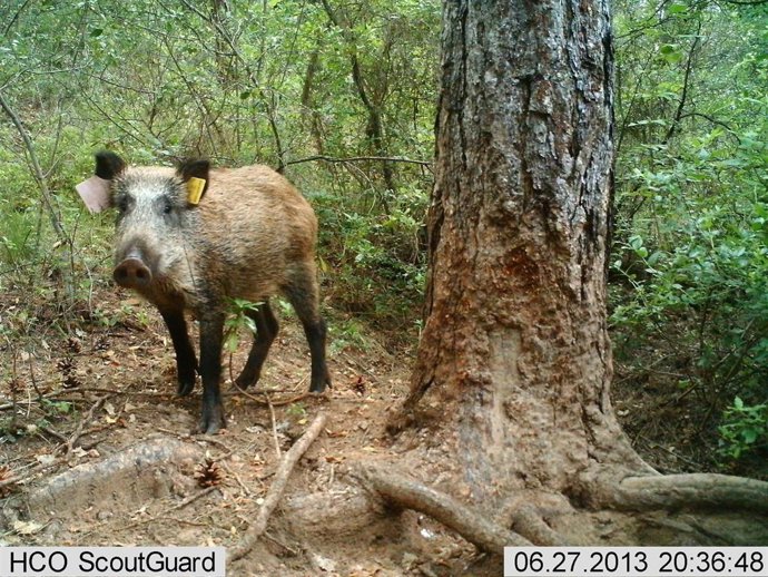Archivo - Un jabalí en una imagen de archivo.