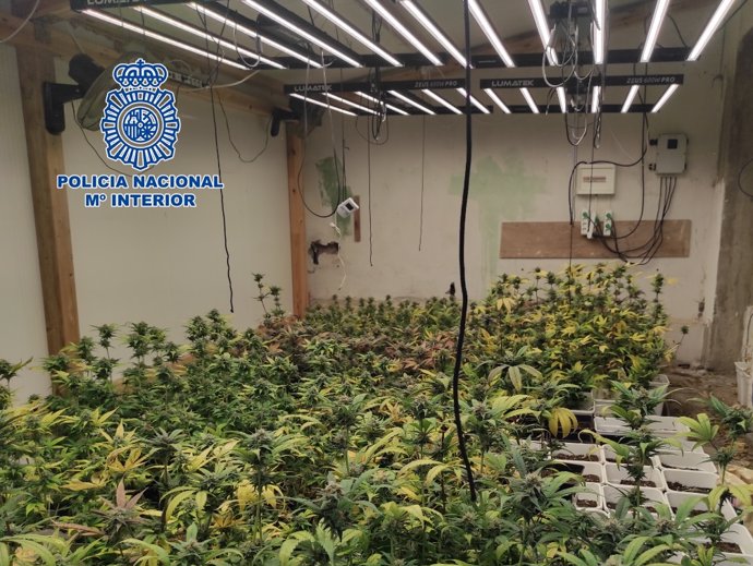 Plantas de marihuana intervenidas por la Policía Nacional