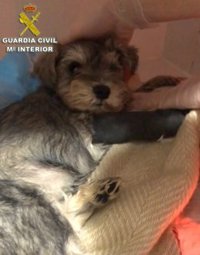 Investigan a Cuatro personas en Tui por vender perros 'online' que fallecían a los pocos días de ser entregados