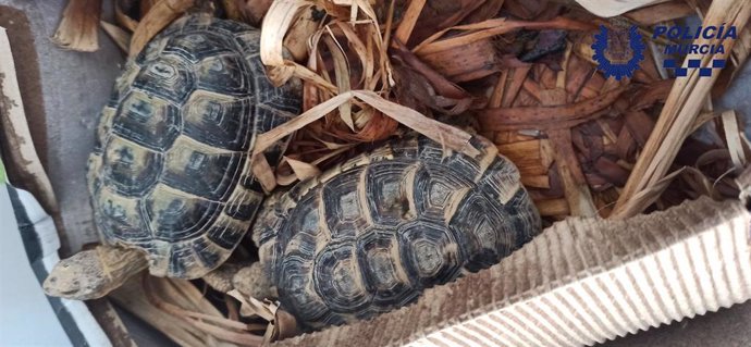 Policía Local traslada a dos ejemplares de tortuga mora aparecidos en Murcia al centro de recuperación de fauna