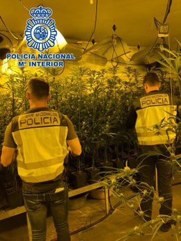 Imatge del cultiu de marihuana intervingut durant l'operació