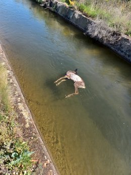 El cadáver de un animal flotando en aguas del canal de Arriola, en León.