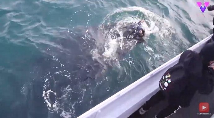 Dos ballenas se acercan a un barco lleno de turistas en California