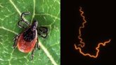 Foto: Un informe de la enfermedad de Lyme en España avisa sobre un aumento de su distribución territorial y hospitalizaciones