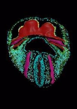 Archivo - Imagen que muestra una sección óptica de una vista ventral de un embrión de ratón. Se puede ver la forma tridimensional del corazón en formación (rojo) y el sistema circulatorio incipiente (púrpura).