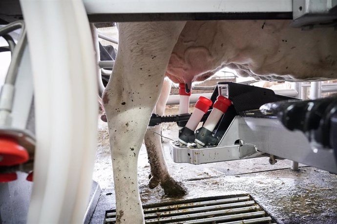 Archivo - Una máquina de ordeño ordeña a una vaca en la granja Lacturale
