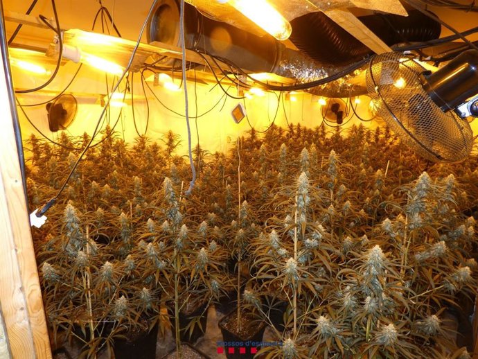 Imatge del cultiu de 600 plantes de marihuana en un xalet de Tarragona